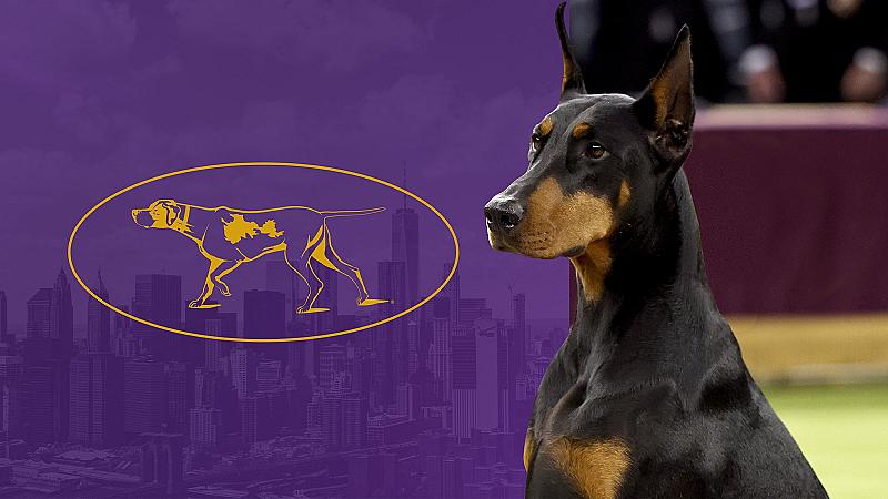 151st Westminster Kennel Club Dog Show - Reserved Two Night Pass