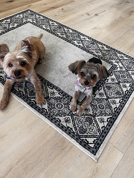 Berry Clean Paw Spa - Dog Grooming