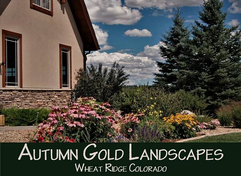 Autumn Gold Landscapes